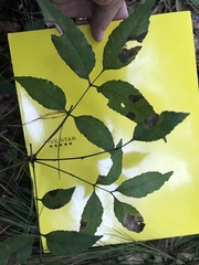Fraxinus caroliniana
