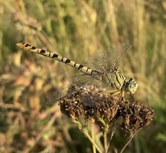 Onychogomphus flexuosus