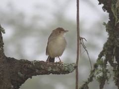 Cisticola chiniana