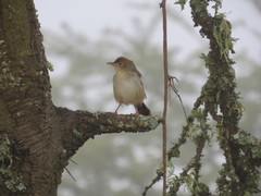 Cisticola chiniana