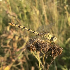 Onychogomphus flexuosus