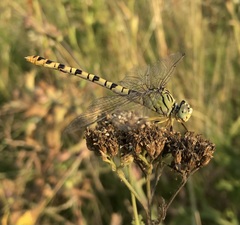 Onychogomphus flexuosus