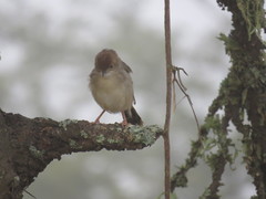 Cisticola chiniana