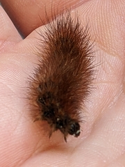 Phragmatobia