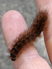 Phragmatobia
