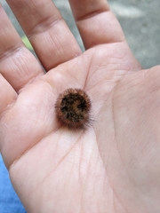 Phragmatobia