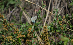 Glaucopsyche lycormas