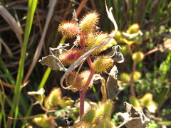 Xanthium orientale