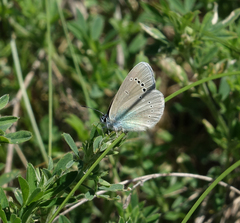 Glaucopsyche lycormas