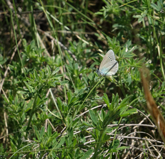Glaucopsyche lycormas
