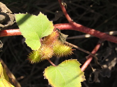 Xanthium orientale