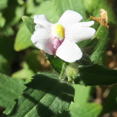 Nemesia lanceolata