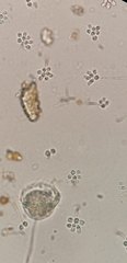 Codosiga botrytis