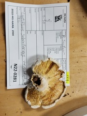 Lactifluus subvellereus