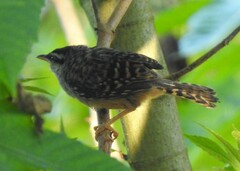 Campylorhynchus zonatus