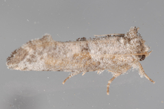 Acrolophus piger