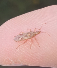 Belonochilus numenius