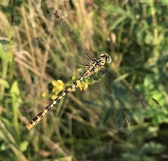 Onychogomphus flexuosus