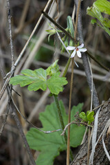 Pelargonium alchemilloides