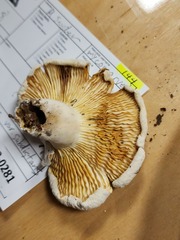 Lactifluus subvellereus