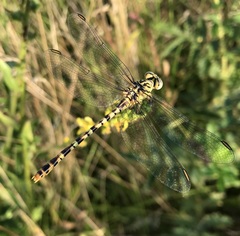 Onychogomphus flexuosus