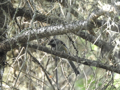 Poecile hudsonicus