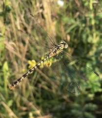 Onychogomphus flexuosus