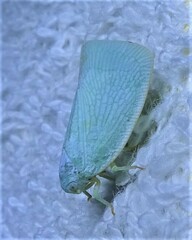 Flatormenis proxima