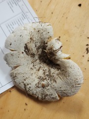 Lactifluus subvellereus