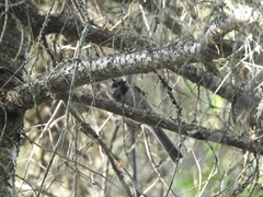Poecile hudsonicus