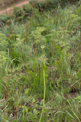 Pelargonium schlechteri