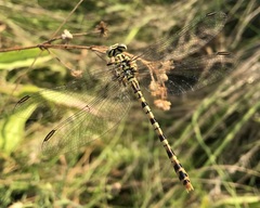 Onychogomphus flexuosus
