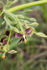 Pelargonium schlechteri