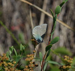 Spiraea hypericifolia