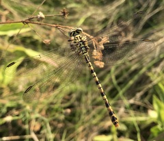 Onychogomphus flexuosus