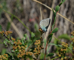 Spiraea hypericifolia