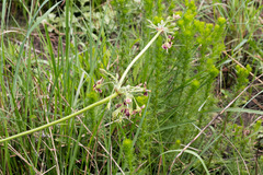 Pelargonium schlechteri