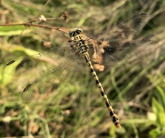 Onychogomphus flexuosus