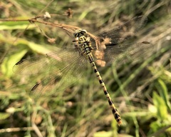 Onychogomphus flexuosus