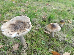 Amanita ceciliae
