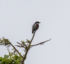 Dicaeum haematostictum