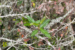 Ischnolepis natalensis