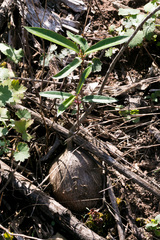 Ischnolepis natalensis