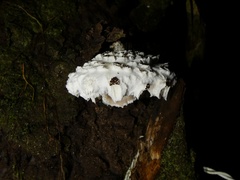 Cystolepiota