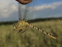 Onychogomphus flexuosus