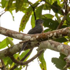 Cacomantis variolosus