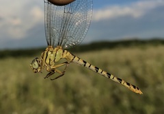 Onychogomphus flexuosus