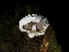 Cystolepiota