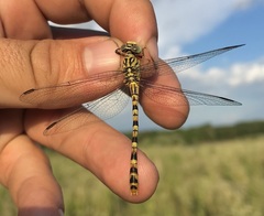 Onychogomphus flexuosus