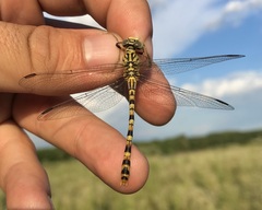 Onychogomphus flexuosus